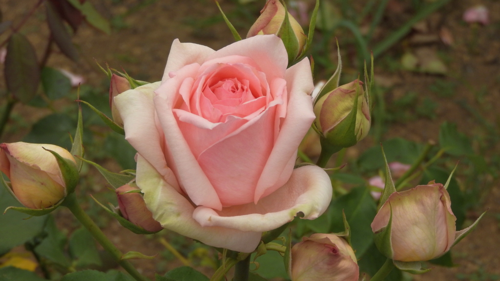 ラブミー テンダー