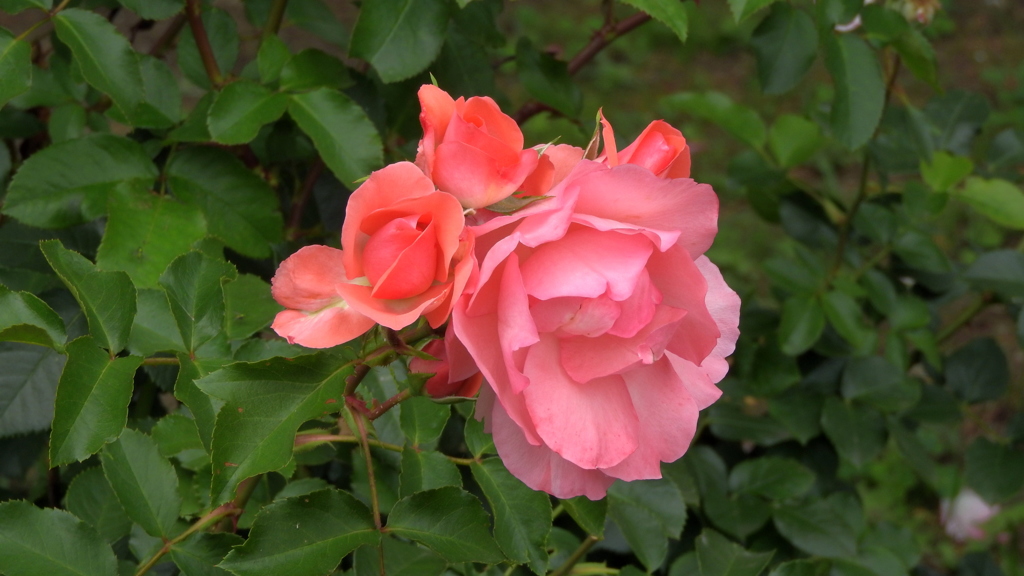 ジャルダン ドｳ フランス