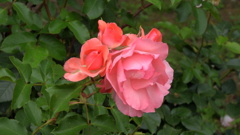 ジャルダン ドｳ フランス