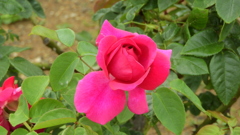 ザ ダーク レディー