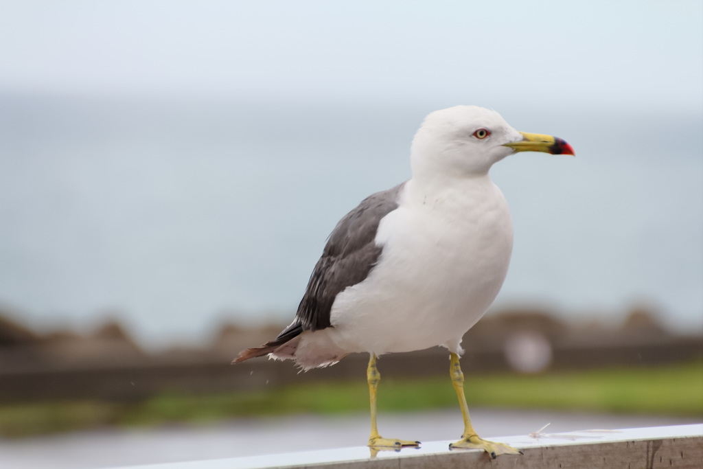 海辺で見かけた鳥