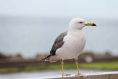 海辺で見かけた鳥