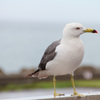 海辺で見かけた鳥