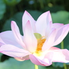 蓮　その２