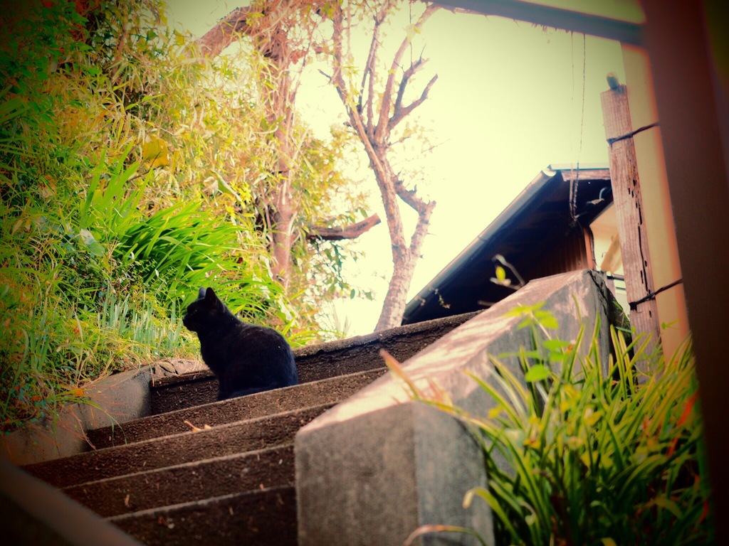 階段の猫