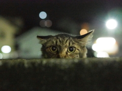 にょーん