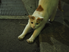 にゃーん