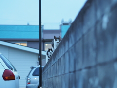 2連ネコ