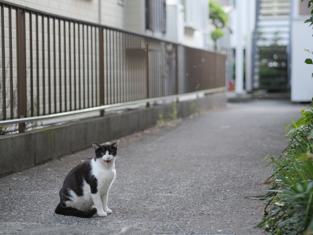 にゃー！