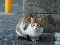 びっち