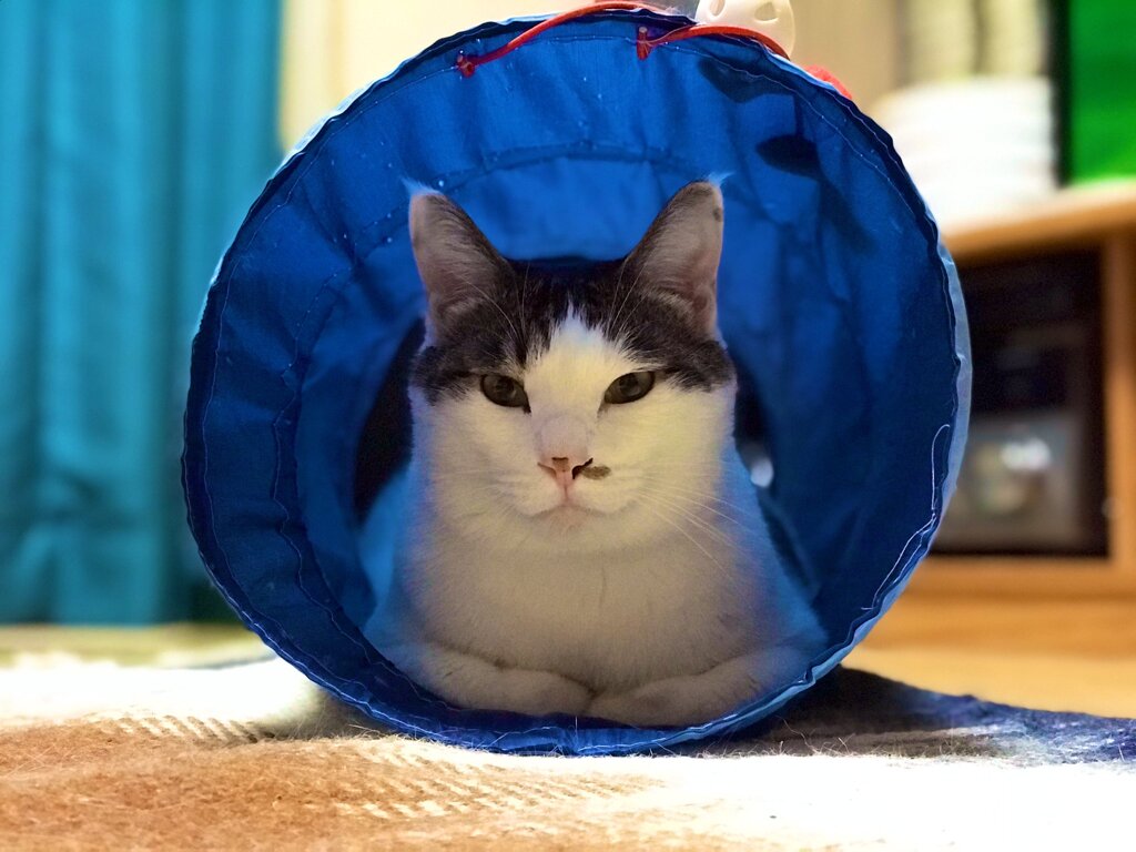 さばお君