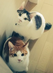 猫を愛してやまないあなたに。1
