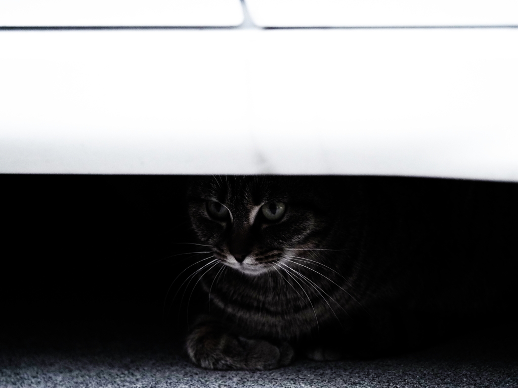 車の下から