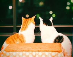 ラブラブ