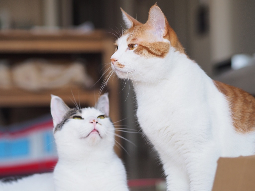 さばお「…」 あじお「…」