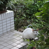 前髪パッツン