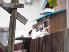 気持ちよか