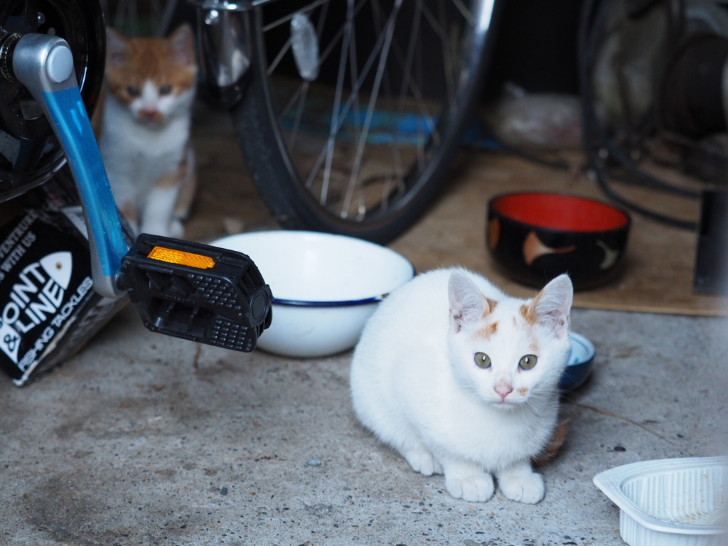家猫の証明