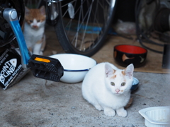 家猫の証明