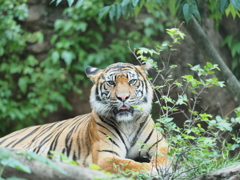 上野動物園に行ってきました２