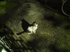 黒目フェチのキミに