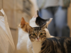 あじおとさばおも優しいです