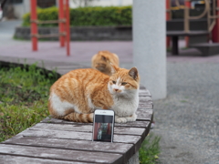 大きくなった