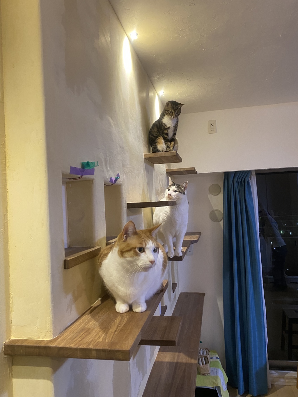 友よ、多頭飼いというより複数飼い