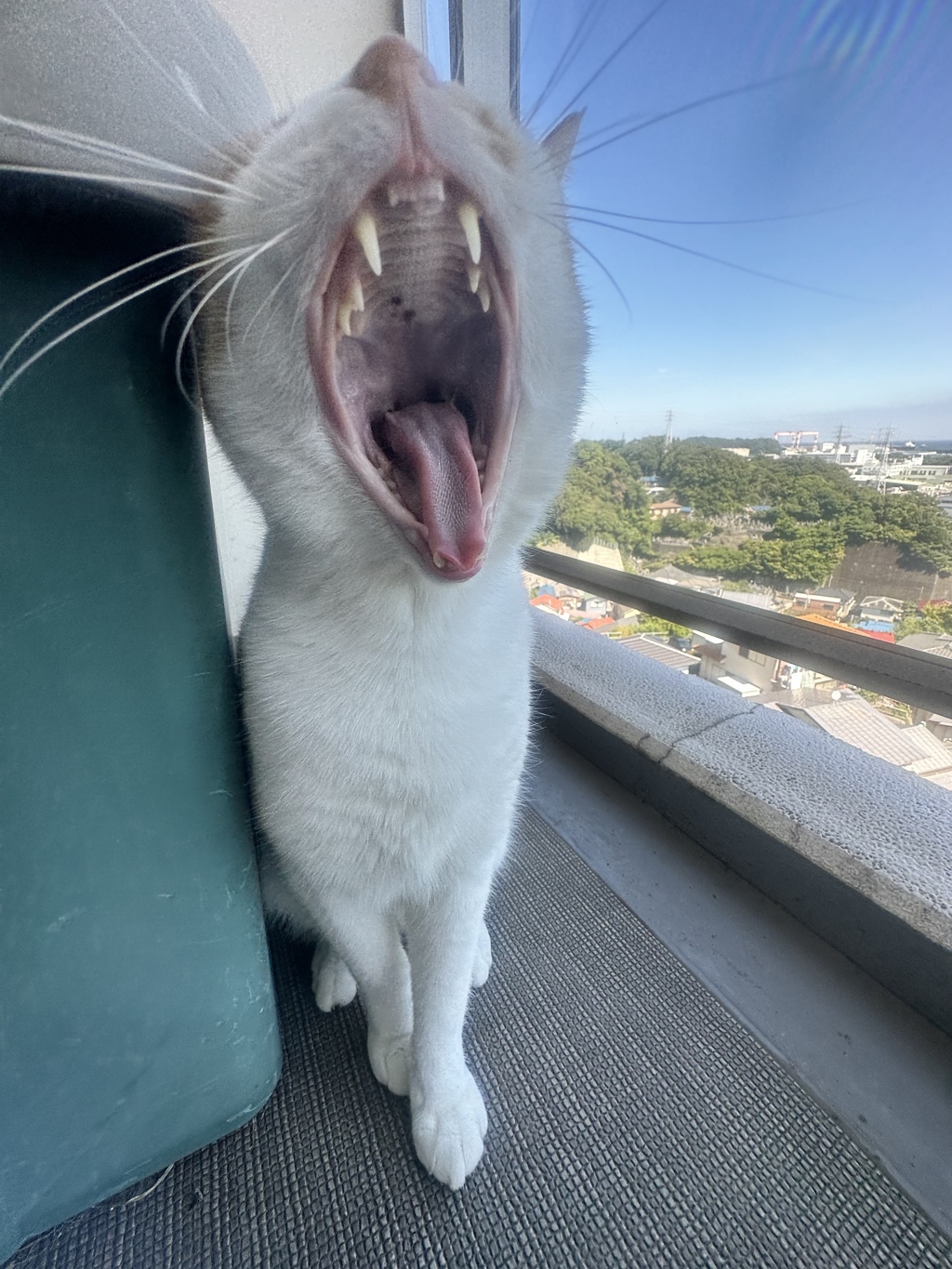 これが限界