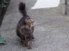 にゃん♪