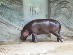 上野動物園に行ってきました３