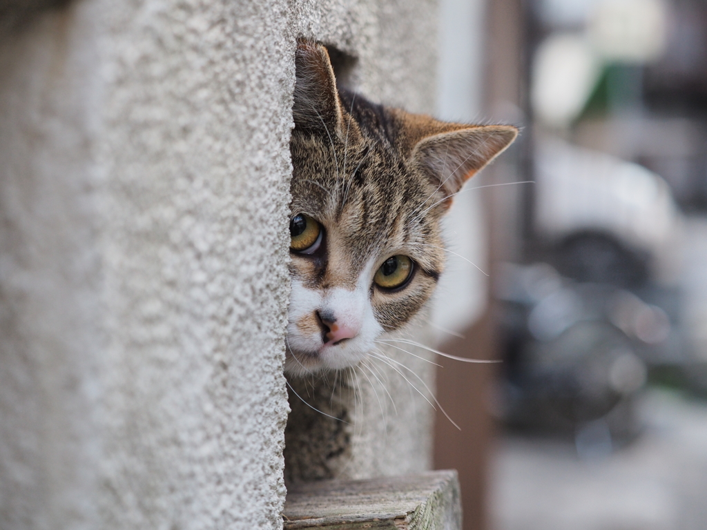 どちらさん？