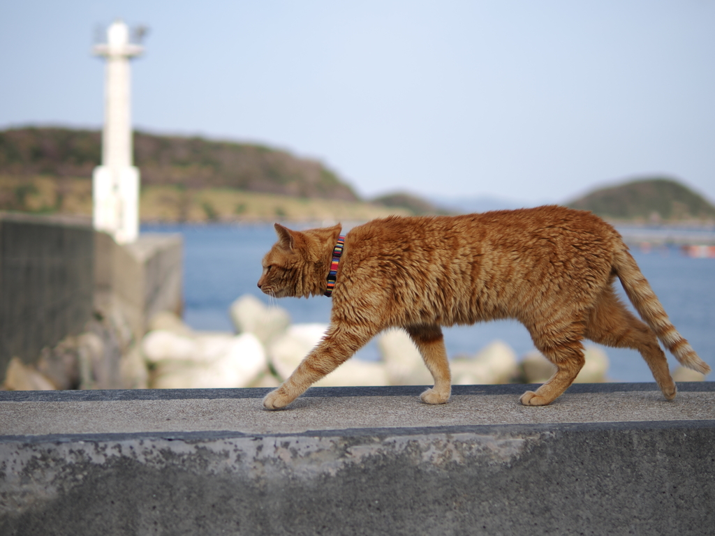 島猫