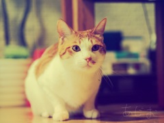 あじお