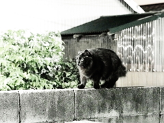 寸詰まり