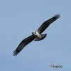 misago_1167