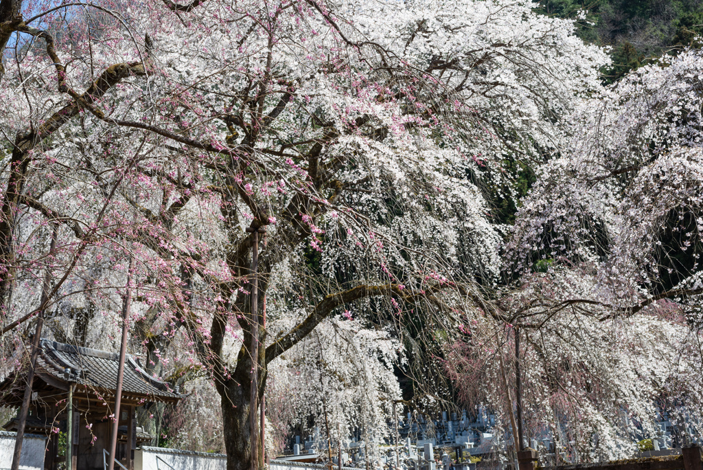 清雲寺のしだれ桜