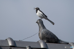 鳥の組立て体操