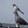 鳥の組立て体操