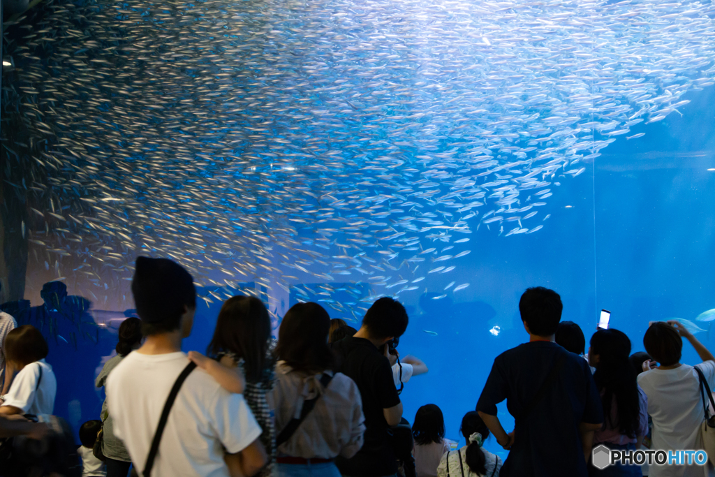小魚群れ