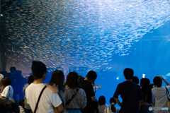 小魚群れ