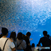 小魚群れ