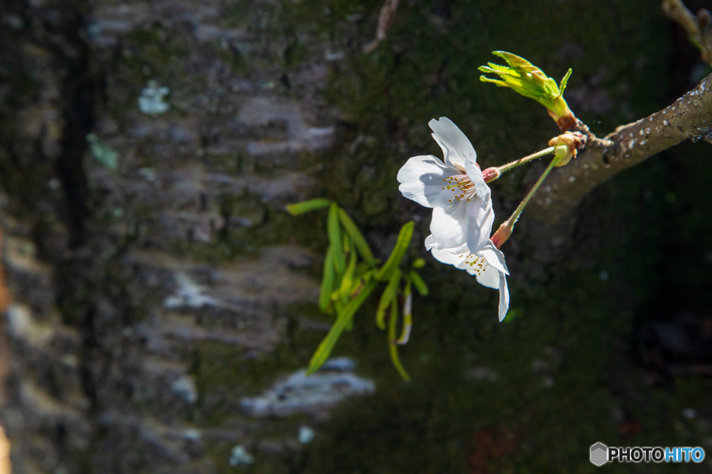 一輪桜