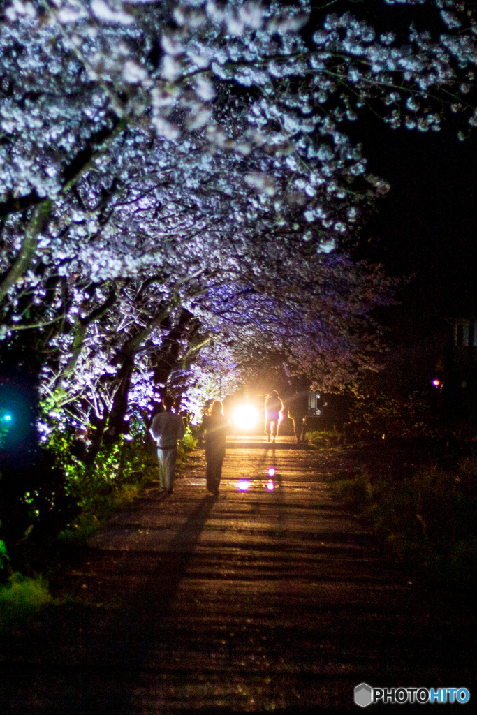 お花見ウォーキング