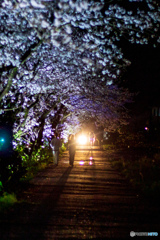 お花見ウォーキング