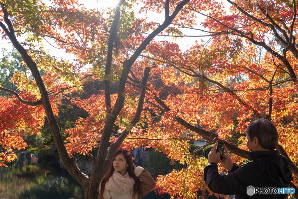 逆光でかがやく紅葉