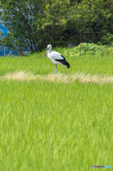 コウノトリ発見