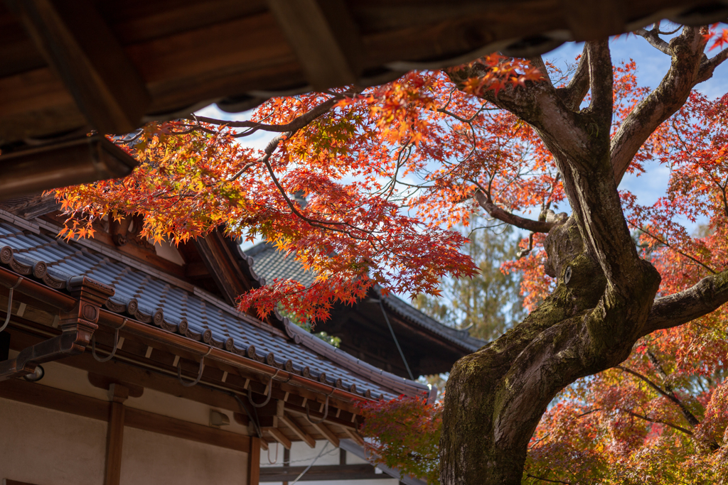 KYOTO