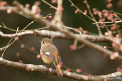 蕾とジョウビタキ