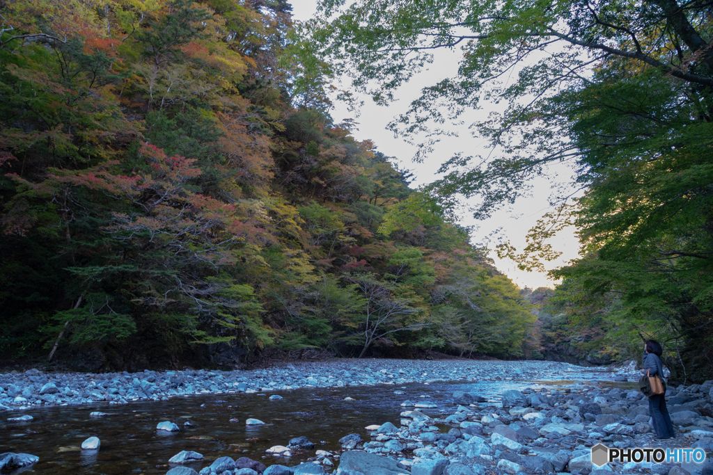 紅葉の虜